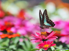 お花畑のアオスジアゲハ
