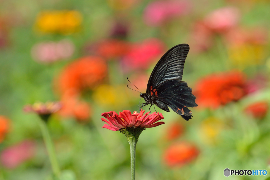 ジニア畑のナガサキアゲハ