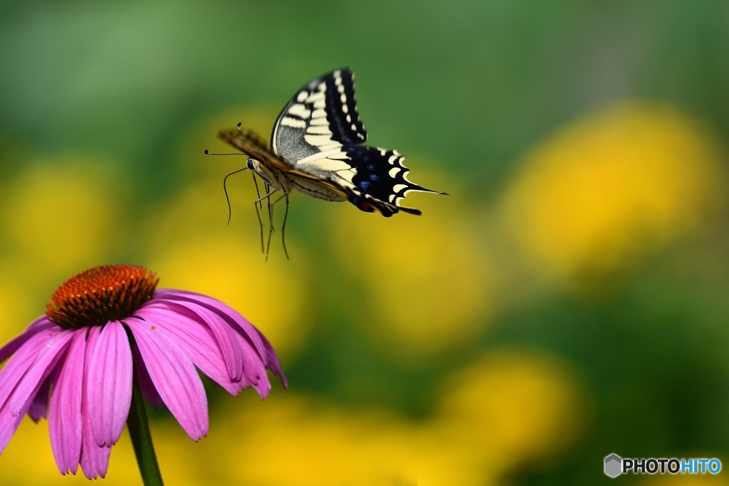エキナセアに舞う