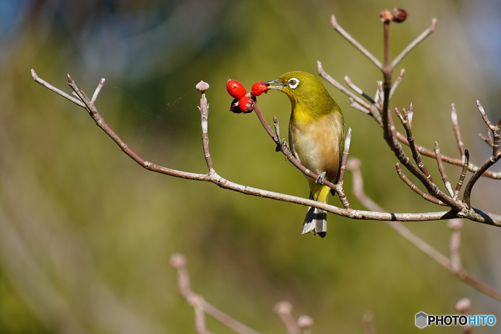 ハナミズキにメジロ
