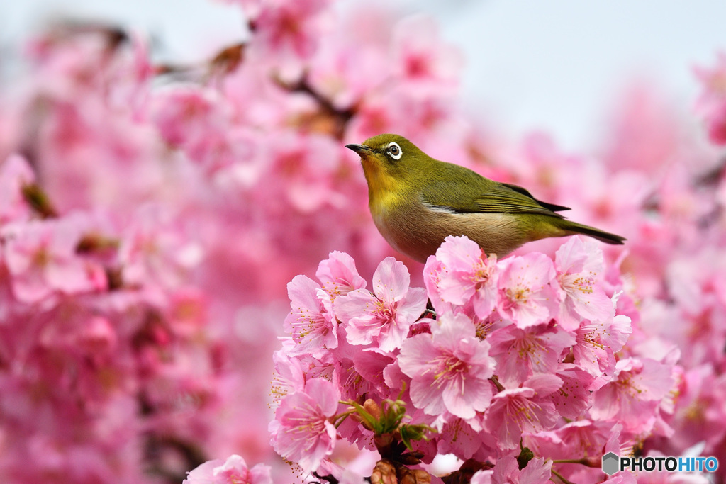 春の足音