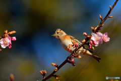 河津桜にアトリ