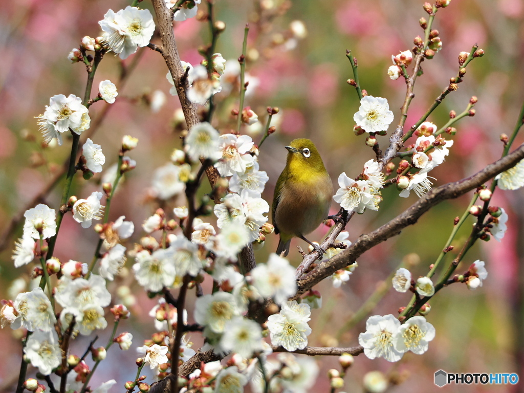 春が来た！