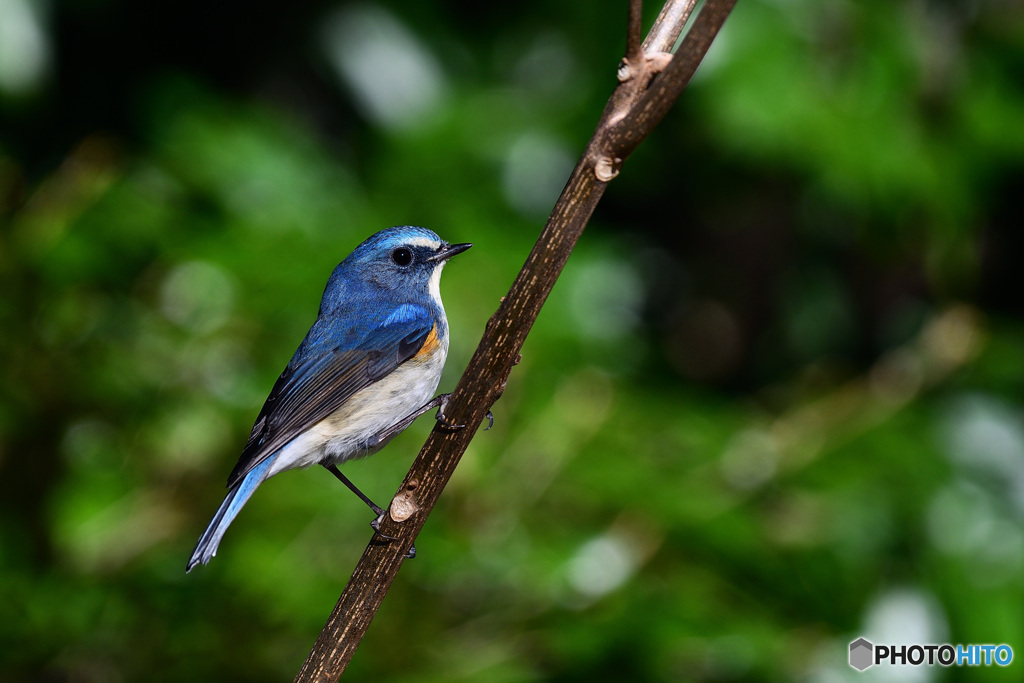 イケメンのルリ君