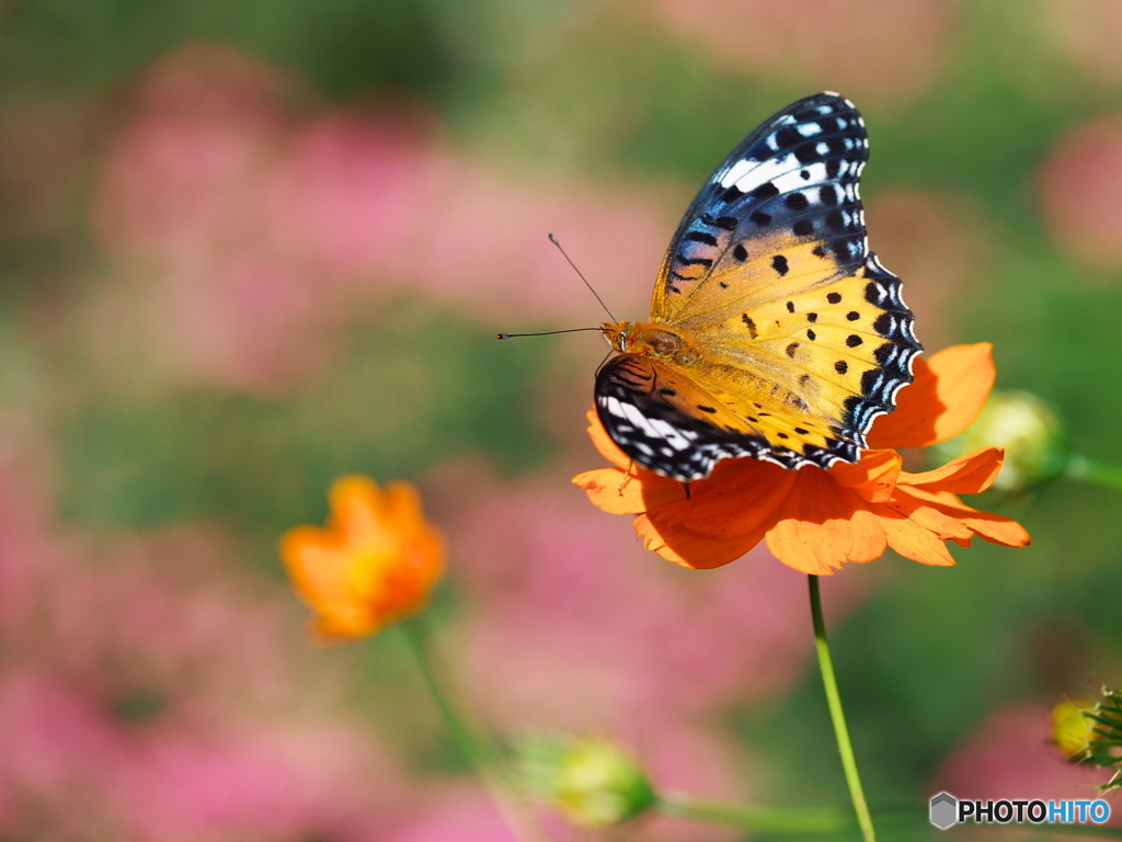 キバナコスモスとツマグロヒョウモン