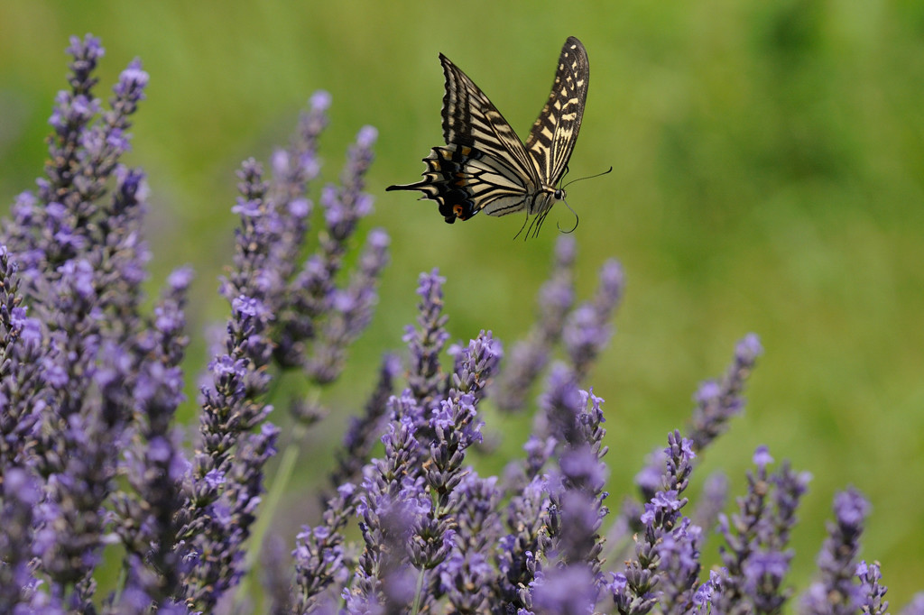 ラベンダーに舞う