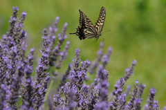 ラベンダーに舞う