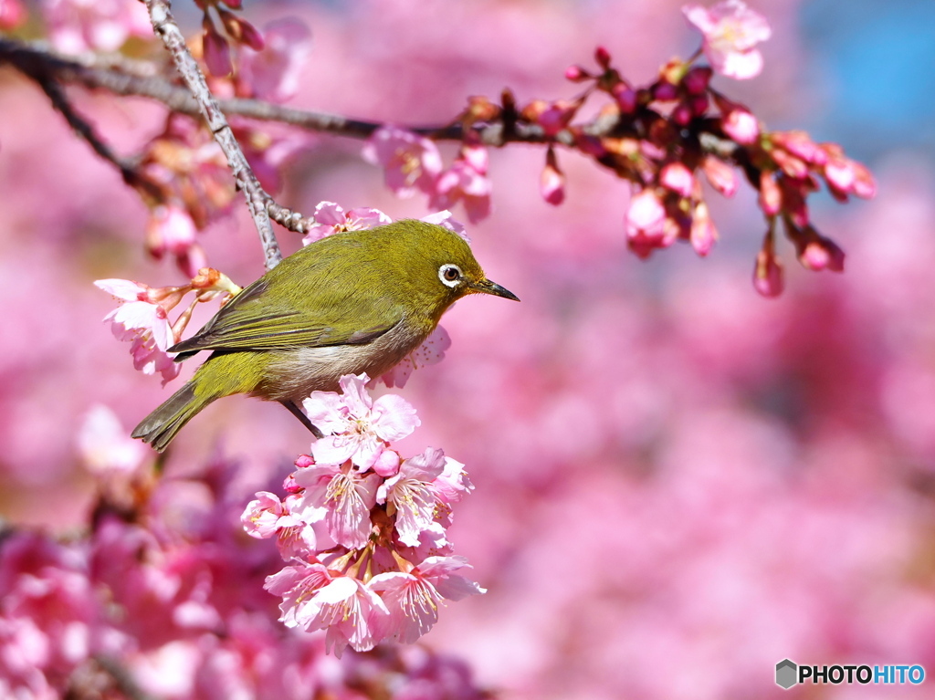 春の日差し