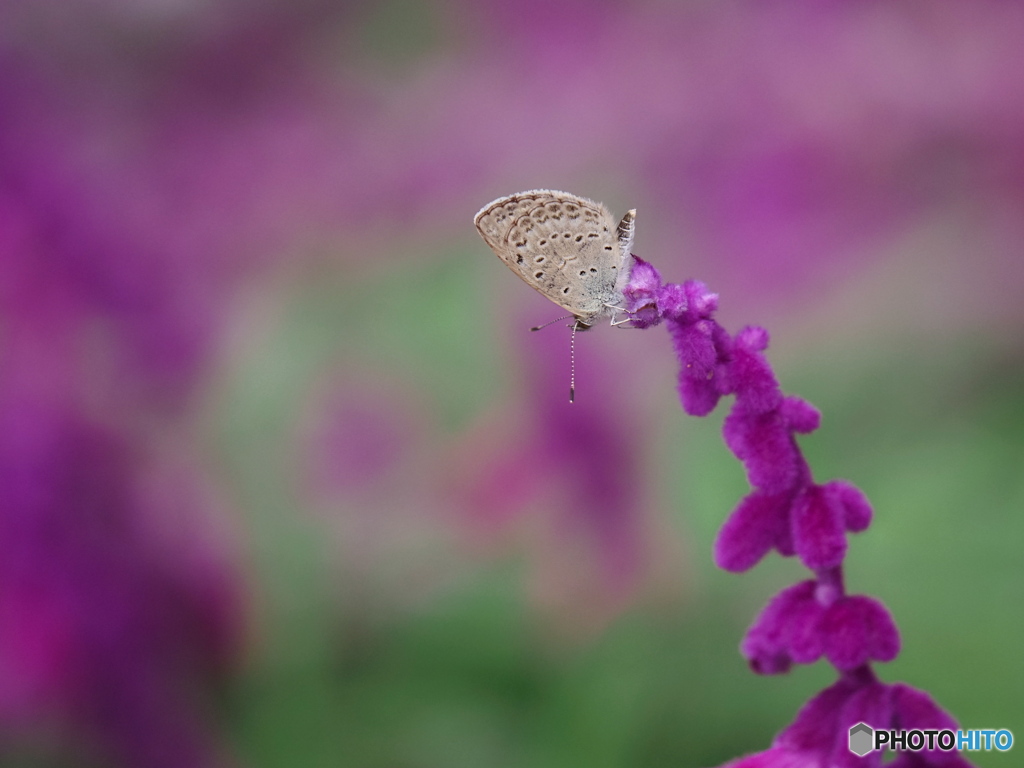 アメジストセージに