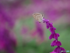 アメジストセージに