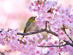 春の訪れ