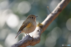 きらめきの中で