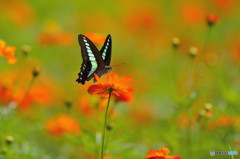 夏の日差しを浴びて