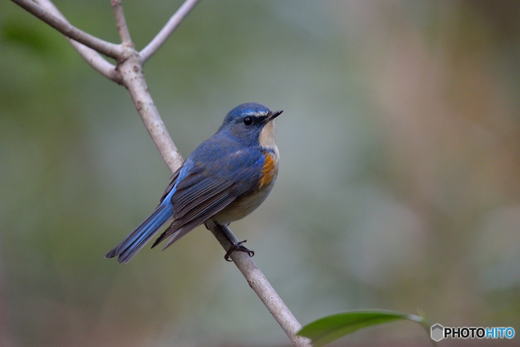 ルリ君のポトレ