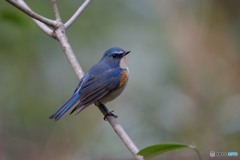 ルリ君のポトレ