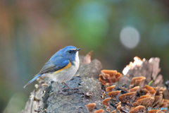 青い鳥