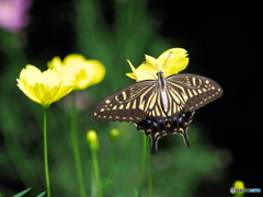 キバナコスモスとアゲハチョウ