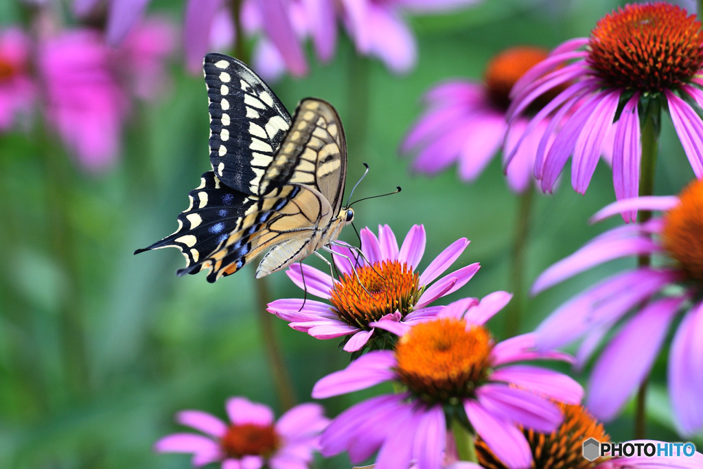 エキナセアにキアゲハ
