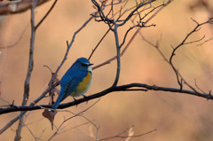 幸せを運ぶ青い鳥