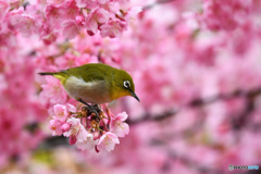 柔らかな日差し