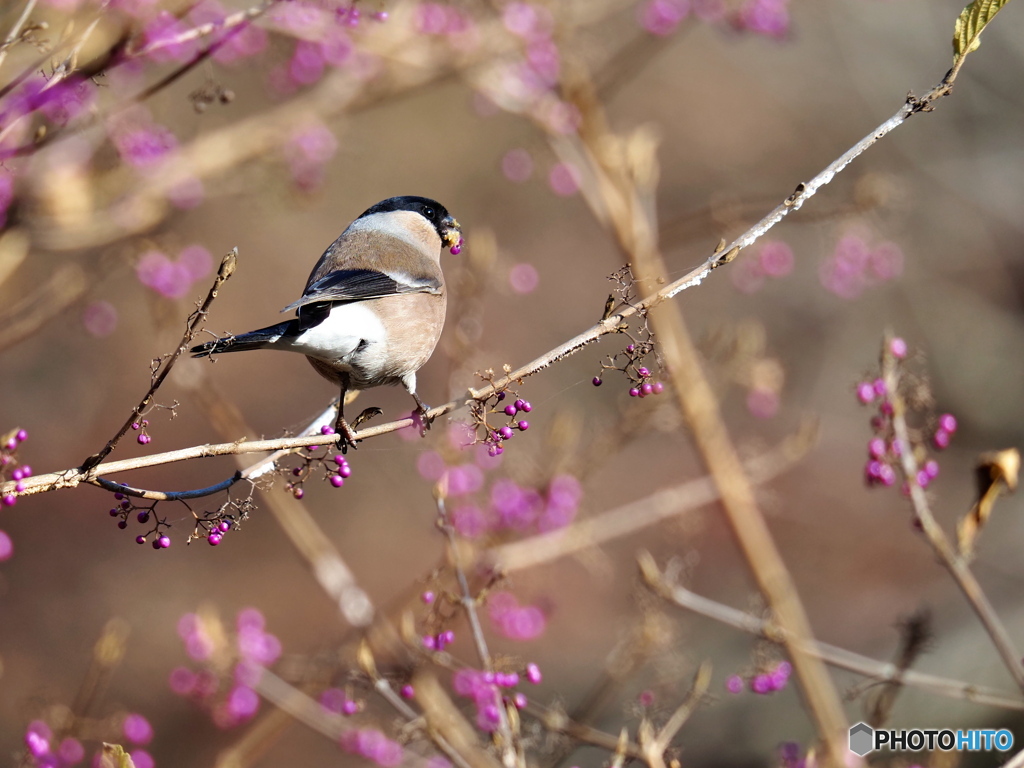 ムラサキシキブにて