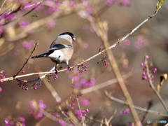ムラサキシキブにて