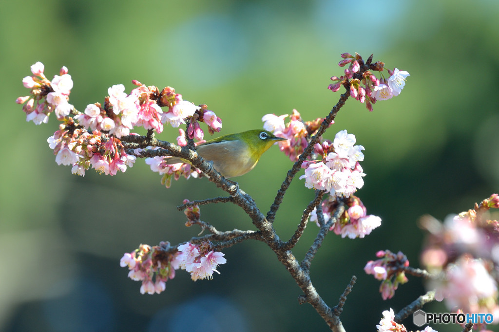 寒桜に