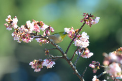 寒桜に