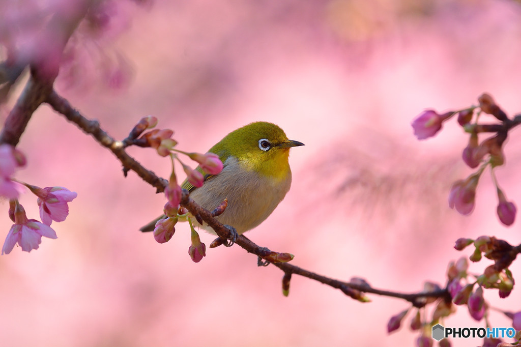 河津桜で