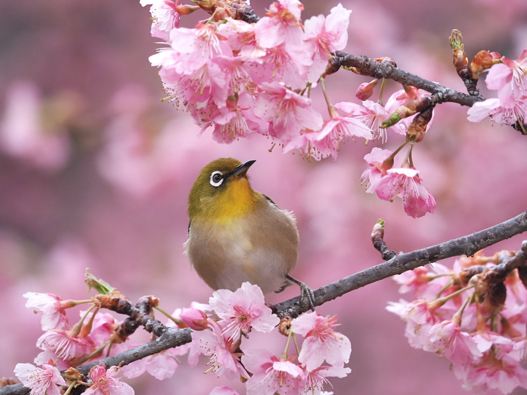 春爛漫