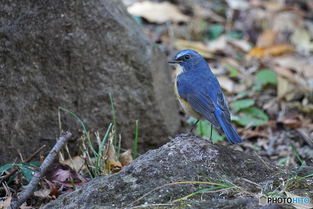 カッコいいルリ君