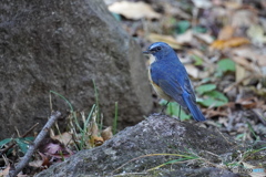 カッコいいルリ君