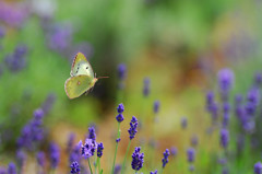 ラベンダー畑で