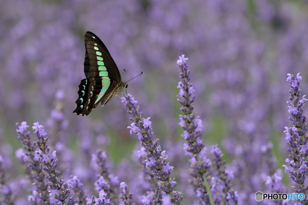 ラベンダーにアオスジアゲハ