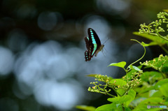 FLIGHT