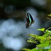 FLIGHT