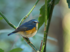 Blue Bird