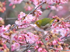春の訪れ