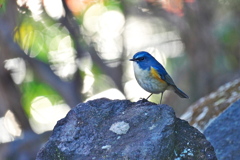 木洩れ日の中で