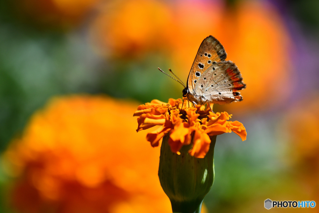 マリーゴールドとベニシジミ