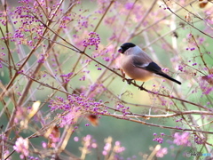 ムラサキシキブにて