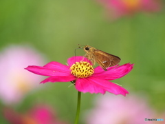 秋桜とイモンジセセリ