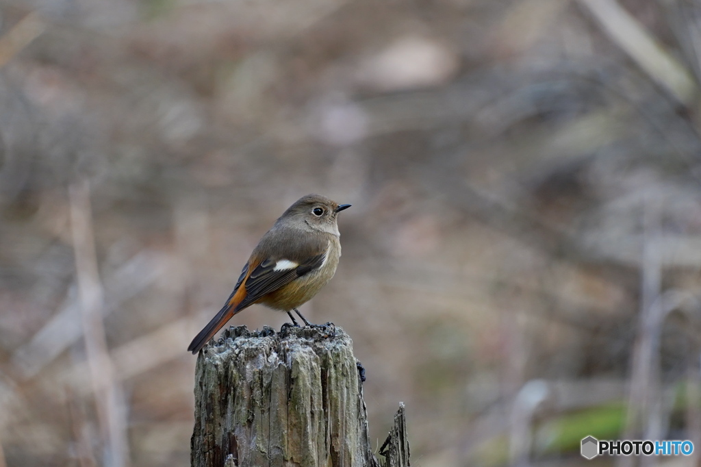 菖蒲田のジョビ子