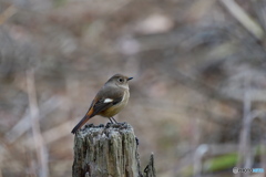 菖蒲田のジョビ子