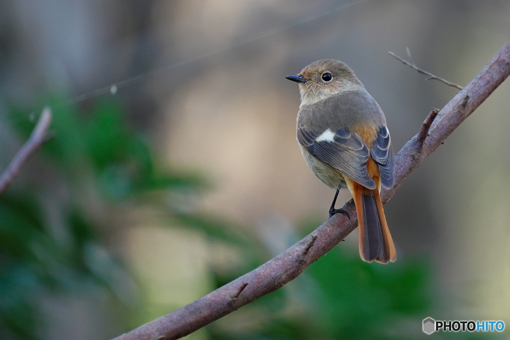 可愛いジョビ子さん