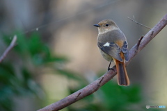 可愛いジョビ子さん