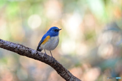 パステルカラーに包まれて