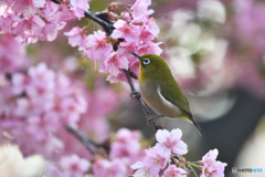 春本番