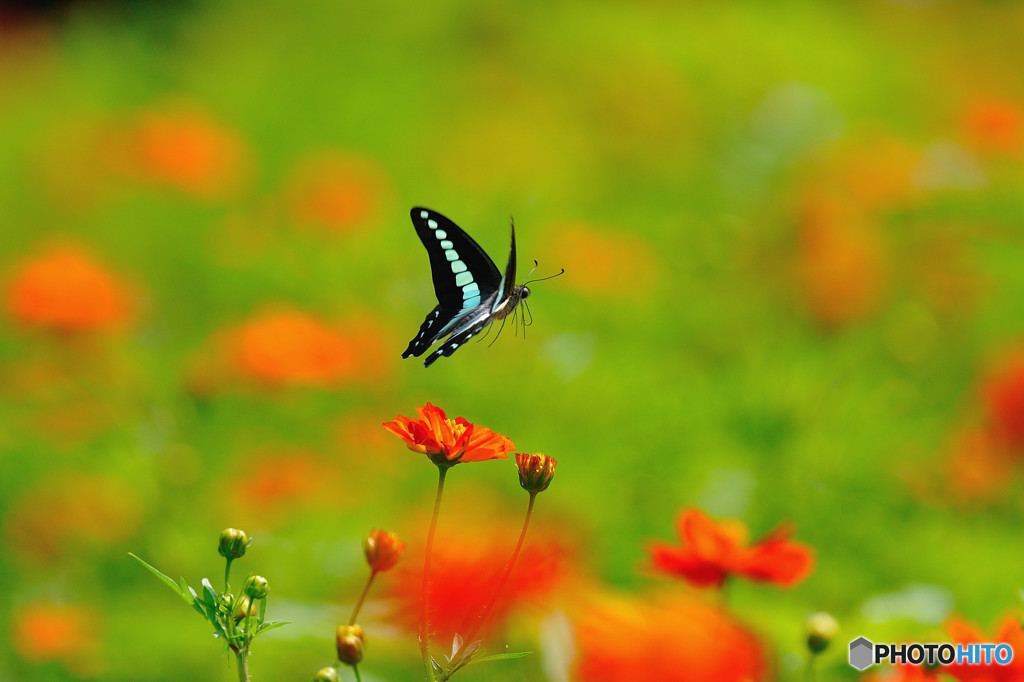 アオスジアゲハの飛翔