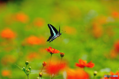 アオスジアゲハの飛翔